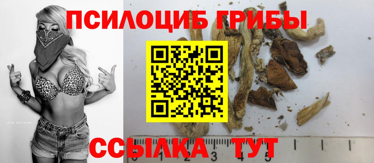 Камень-на-Оби  что такое   Вход с VPN  Галлюциногенные грибы GOLDEN TEACHER  Галлюциногенные грибы Psilocybe 